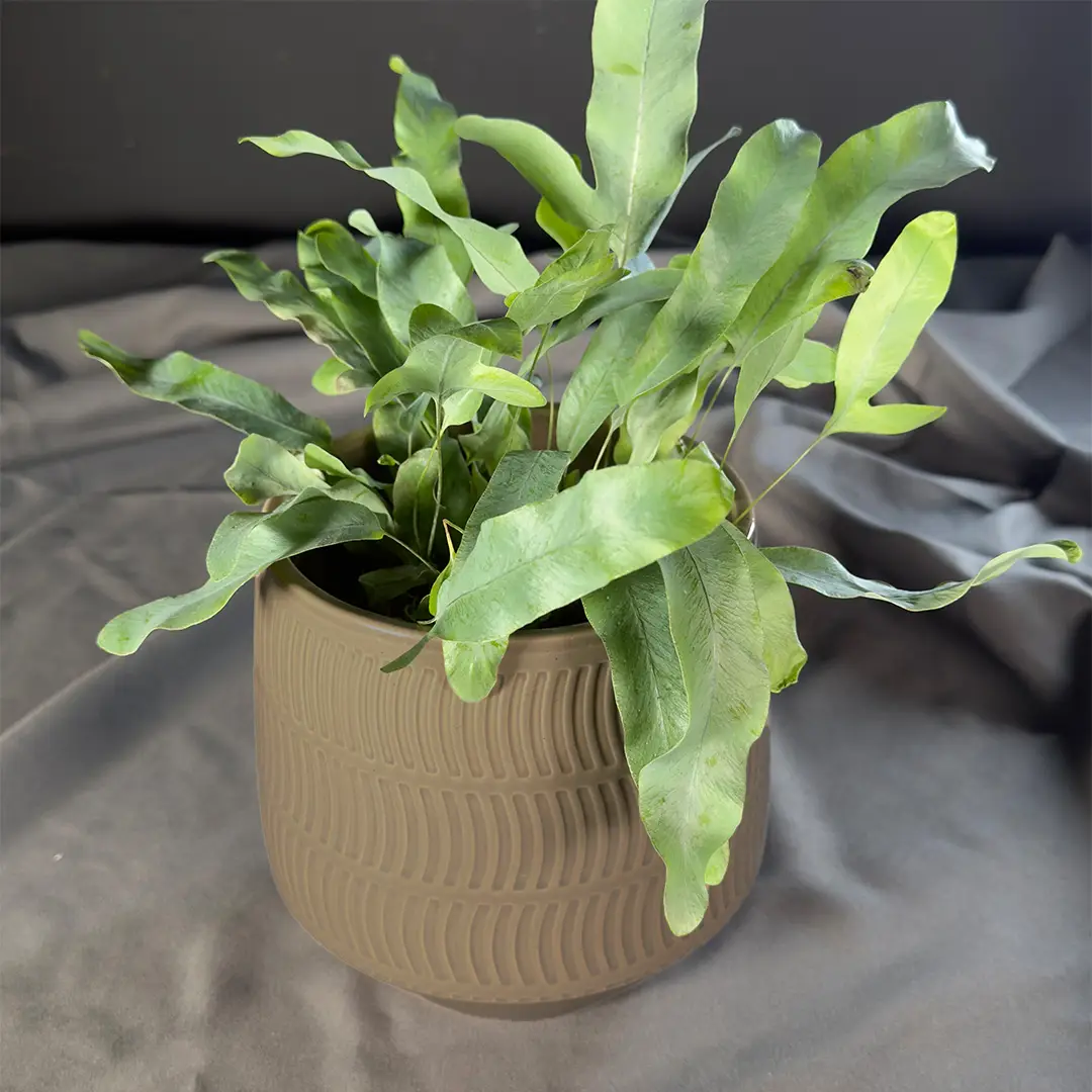 Keramikvase „Soft Lines“ – 16 cm | Beige – Bild 2