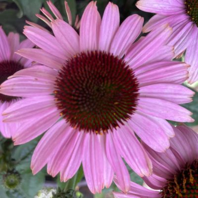 BSS-09-2024-027
